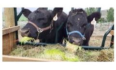 Fodder Feeding System - Grow Fresh Fodder For cattle