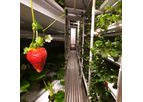 Strawberry Cropbox