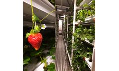 Strawberry Cropbox
