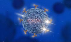 Antibodies for Immune Cell Therapy