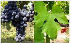 Oenosans lime fertilizer was specially developed for use in viticulture