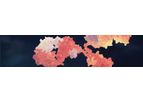 Monoclonal Antibodies