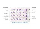 Microbial Identification