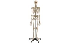 Rudiger-Anatomie - Model A200 - Anatomical Model - Skeleton