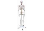 Rudiger-Anatomie - Model Azubi2000 - Human Skeleton