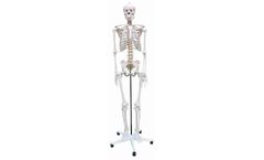 Rudiger-Anatomie - Model Azubi2000 - Human Skeleton