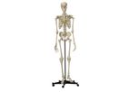 Rudiger-Anatomie - Model A200.4 - Anatomical Model - Skeleton with white Snap Skull