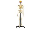 Rudiger-Anatomie - Model A200.5 - Anatomical Model - Skeleton with Coloured Snap Skull