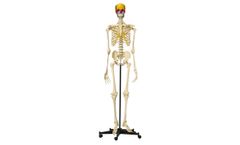 Rudiger-Anatomie - Model A200.5 - Anatomical Model - Skeleton with Coloured Snap Skull