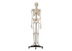 Rudiger-Anatomie - Model A200.6 - Anatomical Model - Safety Skeleton