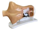 Samed - Model LS90 - Colonoscopy-Trainer