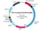 Model EF1a-T7-hspCas9-T2A-RFP-H1-gRNA - All-in-one Cas9 SmartNuclease™ Plasmid