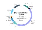 Model EF1a-hspCas9-nickase-H1-gRNA - All-in-one Cas9 SmartNickase Plasmid (circular)