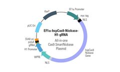 Model EF1a-hspCas9-nickase-H1-gRNA - All-in-one Cas9 SmartNickase Plasmid (circular)