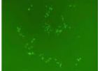 Model Cas9 SmartNuclease mRNA - Injection- and Transfection-ready