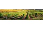 CropBioLife - Wine & Table Grapes