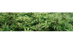 CropBioLife - Hemp & Cannabis Growers Service