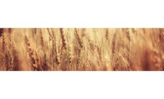 CropBioLife - Field Crops Service