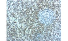 Model CD7 (CBC.37.80) - Primary Antibodies