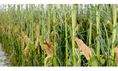 Crop Insurance Service