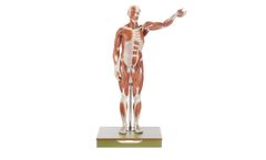 Model AS 1 - Male Muscle Figure