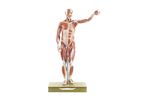 Model AS 1/1 - Male Muscle Figure