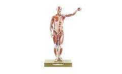 Model AS 1/1 - Male Muscle Figure
