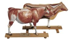 Model ZoS 1 - Cow