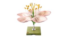 Model BoS 1 - Apple Blossom