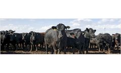 CleanGreen BioTec - Premium Bacterial Package for Livestock