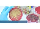 Model S. aureus - Genotyping Kit