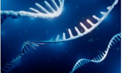 Codex - Model HiCap - RNA Polymerase