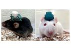 Pinnacle - 3-Channel Wireless EEG/EMG Systems
