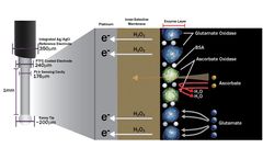 Glutamate Biosensor