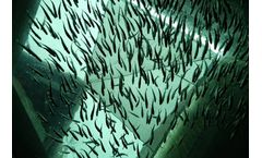 Real-time Microbial Monitoring for Aquaculture Industry