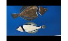STEEN ST540 - Fin Tail & head cutting machine for plaice - Video