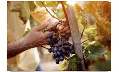 Agricolus - Version GrapeDSS - Solution for Vineyard Management