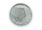 JBMbio - Model 0130.1 - Bacillus Coagulans