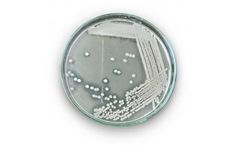 JBMbio - Model 0130.1 - Bacillus Coagulans