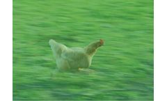Broilers Management Services