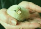 Breeders Management Services