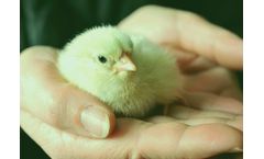 Breeders Management Services