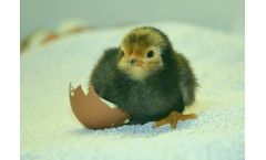 Hatchery Management Services