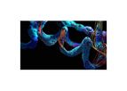Beta Lifescience - Model BLPSN-1228 - Recombinant Human CGA & FSHB Heterodimer Protein (Fc Tag)
