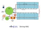 Intensive Shrimp Production