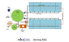 Intensive Shrimp Production