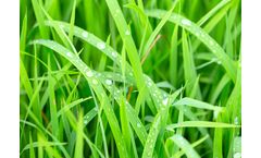 GrowGreen - Model AminoOrganic Premium - Organic Amino Acid Fertiliser