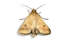 BioPhero - Cotton Bollworm - Helicoverpa Armigera