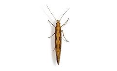 BioPhero - Diamondback Moth - Plutella Xylostella