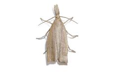 BioPhero - Rice Stem Borers